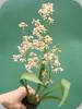 Oncidium Sepia Color Pure